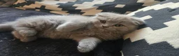 British Shorthair cats for sale: 2 British Blue / Scottish Fold kittens - Advert 6
