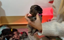 Cavapoo dogs for sale: Gorgeous Rare-Colouring Cavapoo Puppies - Image 8