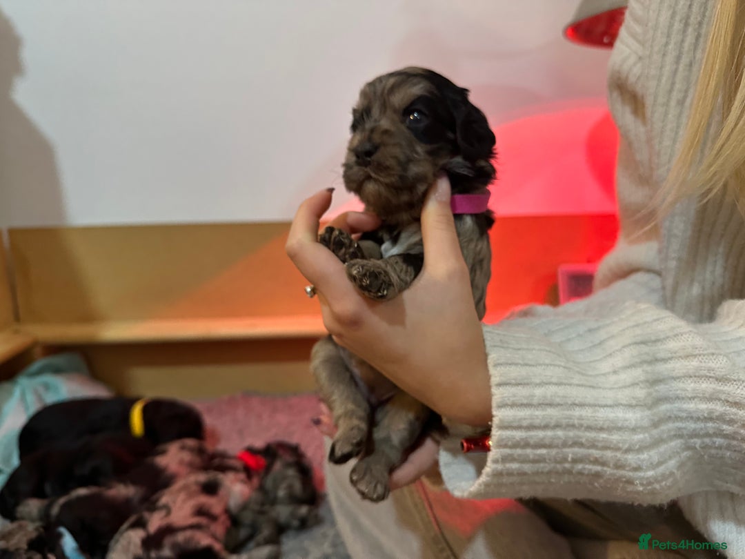 Cavapoo dogs for sale: Gorgeous Rare-Colouring Cavapoo Puppies - Image 8