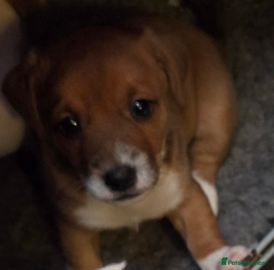 Jack Russell dogs for sale: Jack Russell puppies  - Advert 3