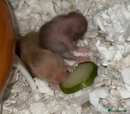 Hamster rodents Baby hamsters Syrian  - Advert 11