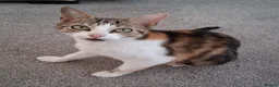 Domestic Shorthair cats for adoption: Rosie, approx 5 years old  - Advert 2