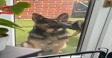 German Shepherd dogs - Advert 10