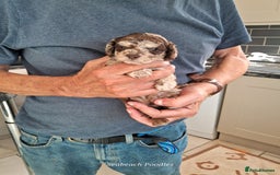 Toy Poodle dogs for sale: Toy Poodle Puppies in Norfolk - Image 3