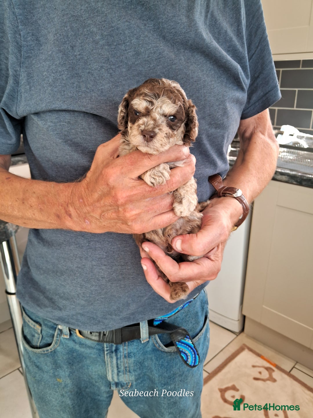 Toy Poodle dogs for sale: Toy Poodle Puppies in Norfolk - Image 3
