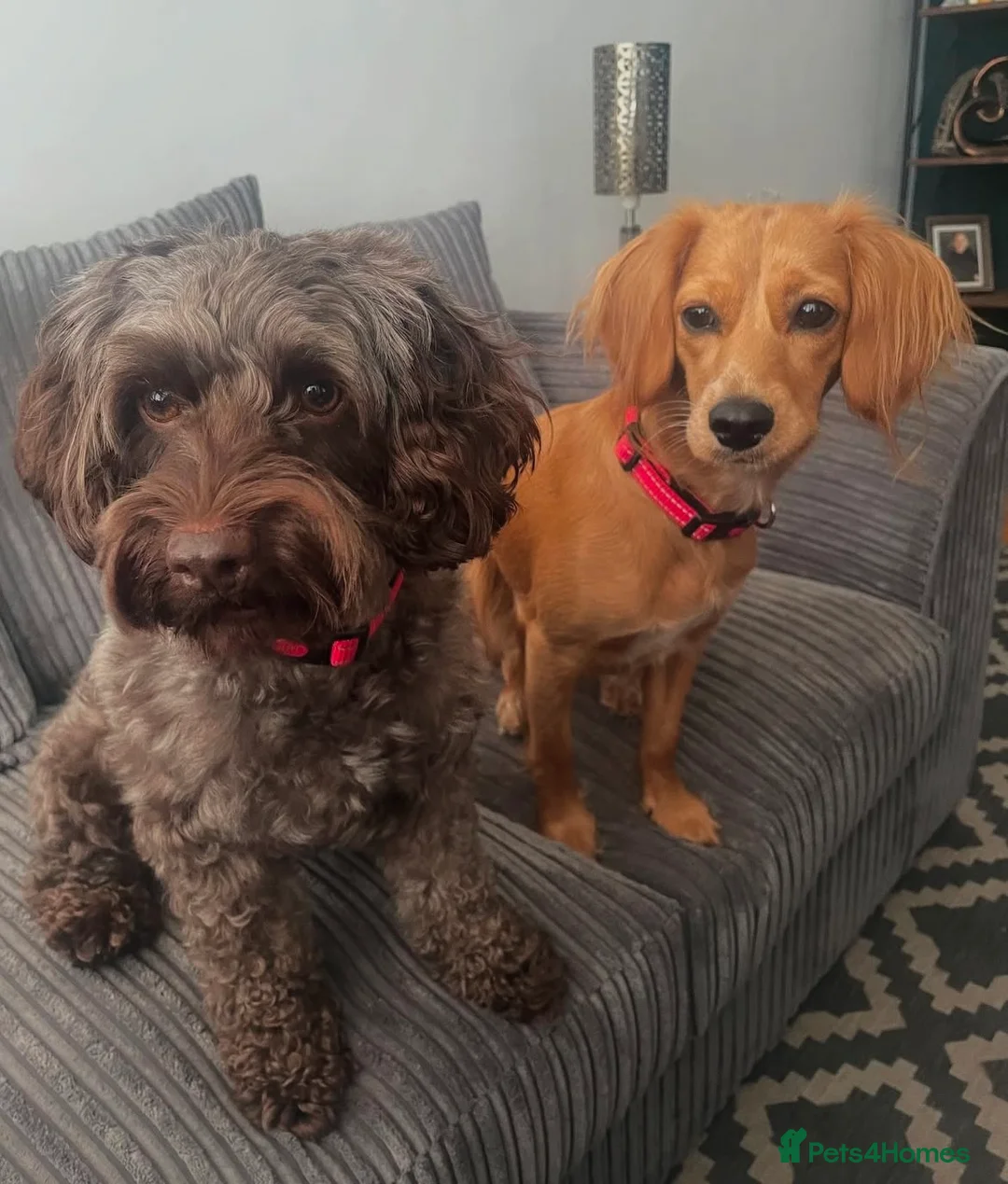 Cavapoo dogs for sale: Beautiful Cavapoo puppies for sale  - Advert 1
