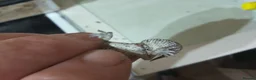 Gecko reptiles for sale: VIPER GECKO'S 1 MALE AND 2 FEMALES - Advert 4