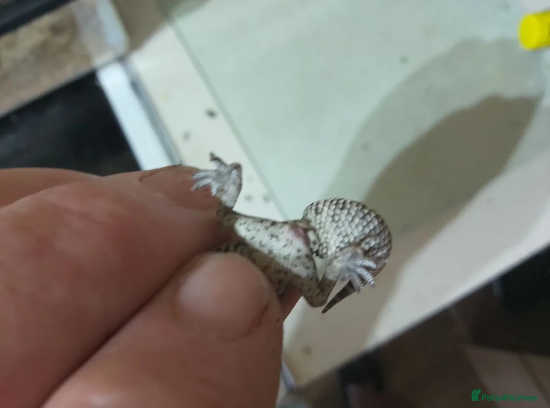 Gecko reptiles for sale: VIPER GECKO'S 1 MALE AND 2 FEMALES - Advert 4