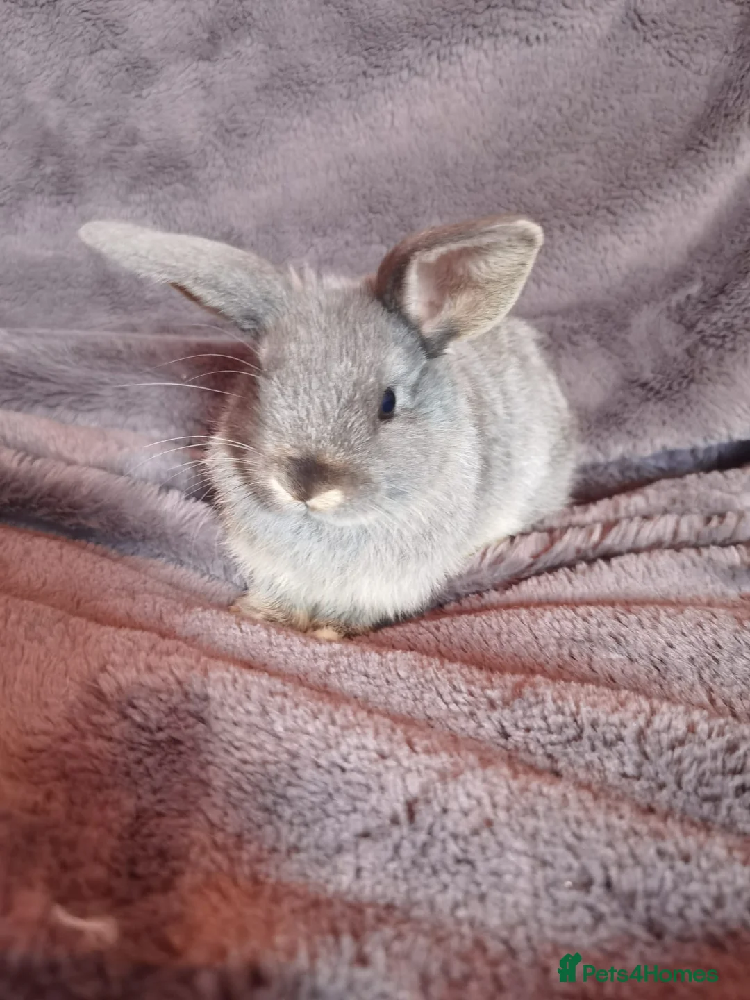 Mini Lop rabbits for sale: Stunning mixed sex mini lop rabbits  in Leamington Spa - Advert 2
