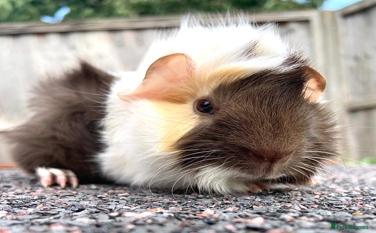 Guinea Pig rodents - Advert 9