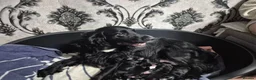 Cockapoo dogs for sale: Beautiful Cockapoo Puppies for Loving Homes  in Leicester - Advert 12