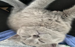 British Shorthair cats for sale: Adorable British Shorthair  - Image 2