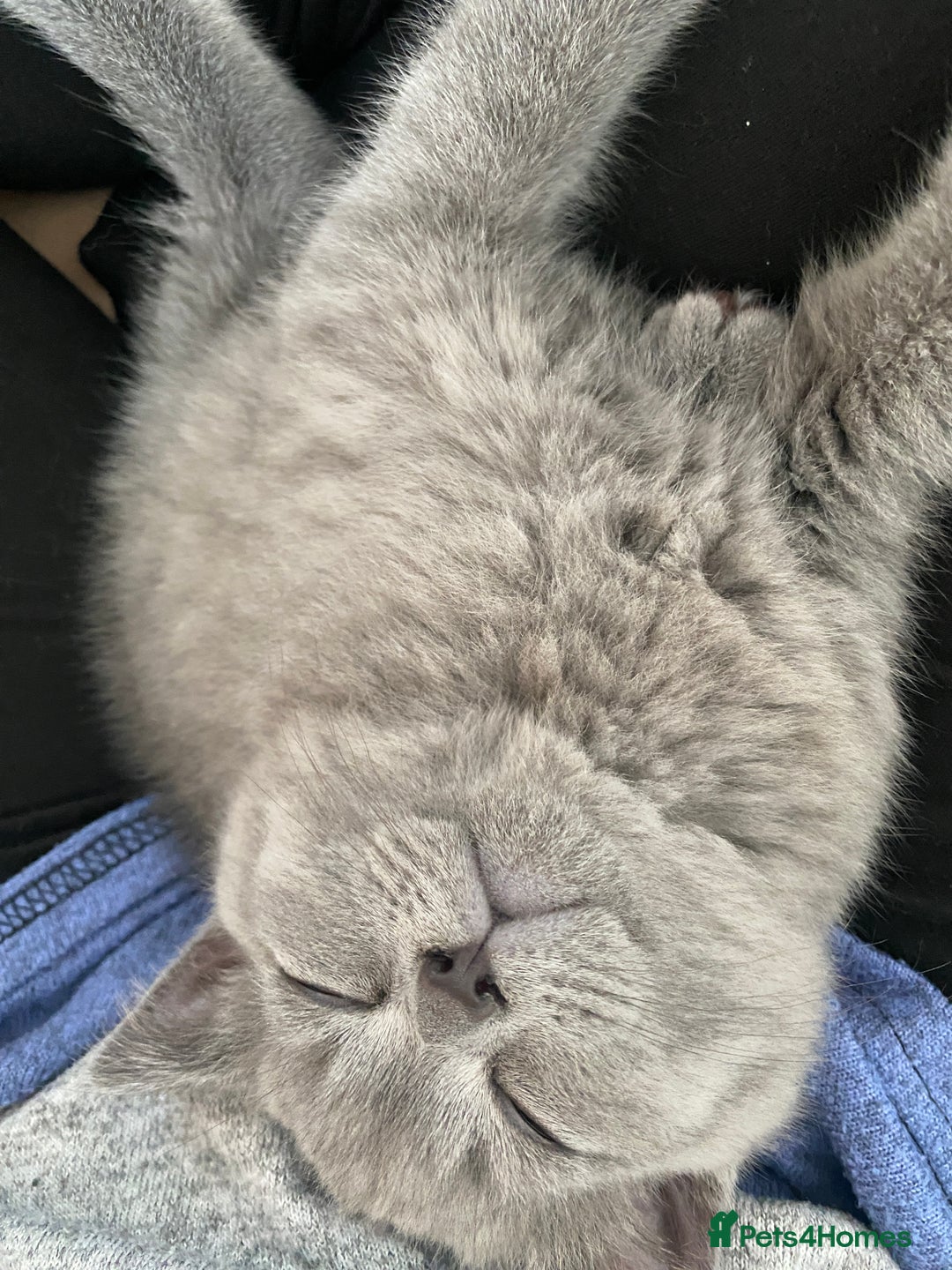 British Shorthair cats for sale: Adorable British Shorthair  - Image 2