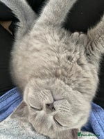 British Shorthair cats - Advert 13