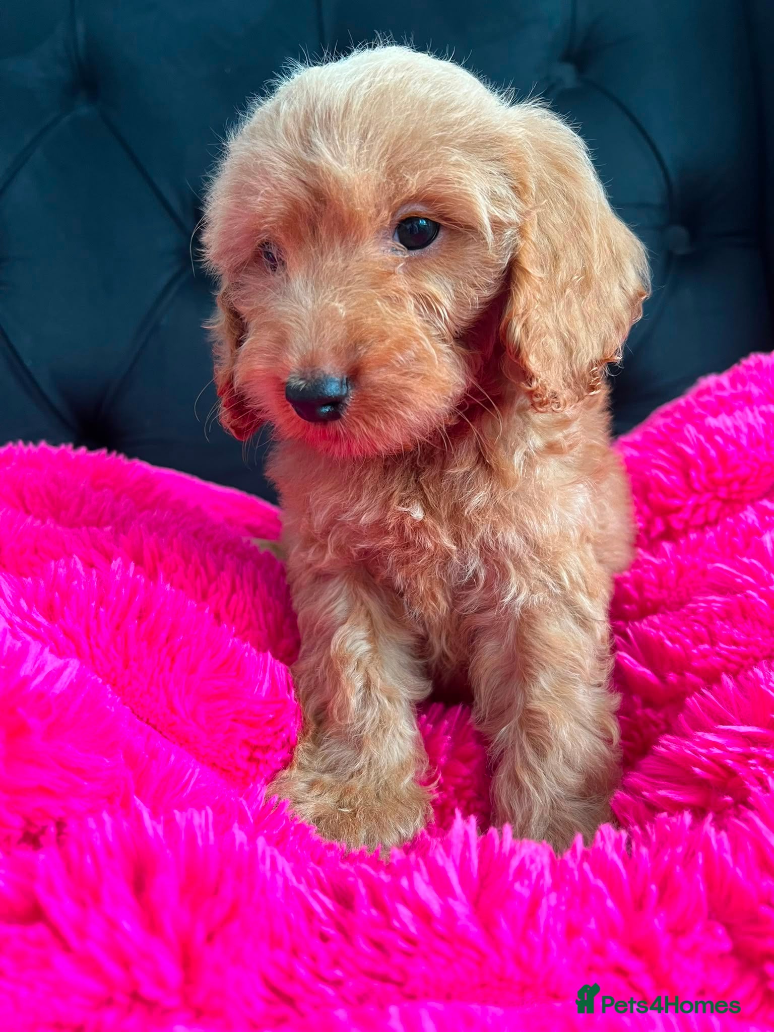 Cockapoo dogs Cockerpoo Puppies  - Advert 1