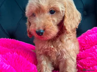 Cockapoo dogs Cockerpoo Puppies - Advert 1