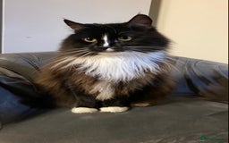 Ragdoll cats for sale: Two Ragdolls. Mom and Son. Ready for new home. - Image 13