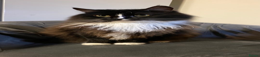 Oreo