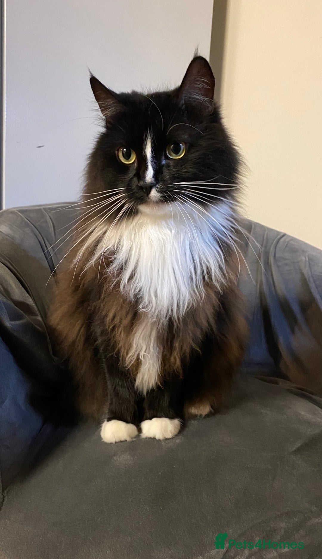 Ragdoll cats for sale: Two Ragdolls. Mom and Son. Ready for new home. - Image 13