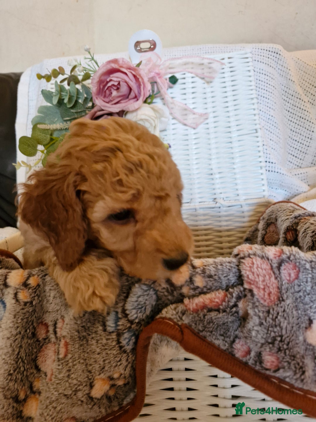 Mixed Breed dogs for sale: Adorable puppies ready from 22 12.25 - Advert 3