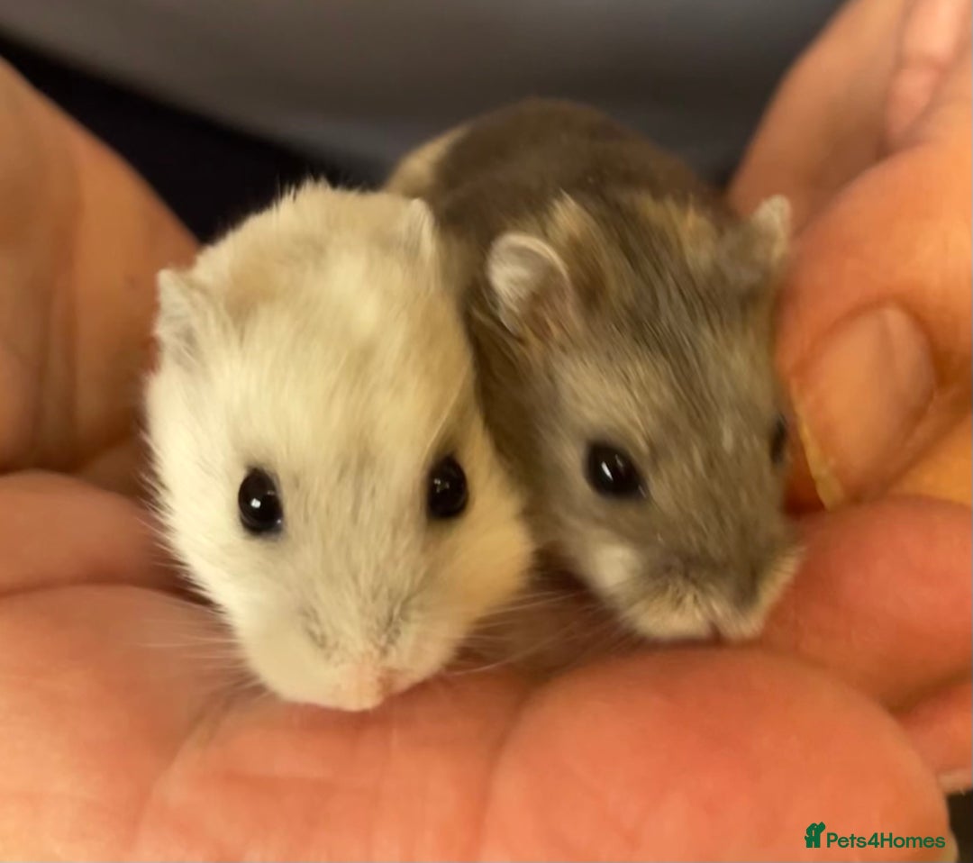 Hamster rodents for sale: Baby Winter White Russians from our show stock  - Image 17