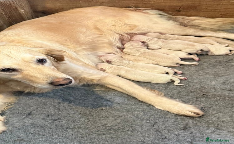 Golden Retriever dogs - Advert 15