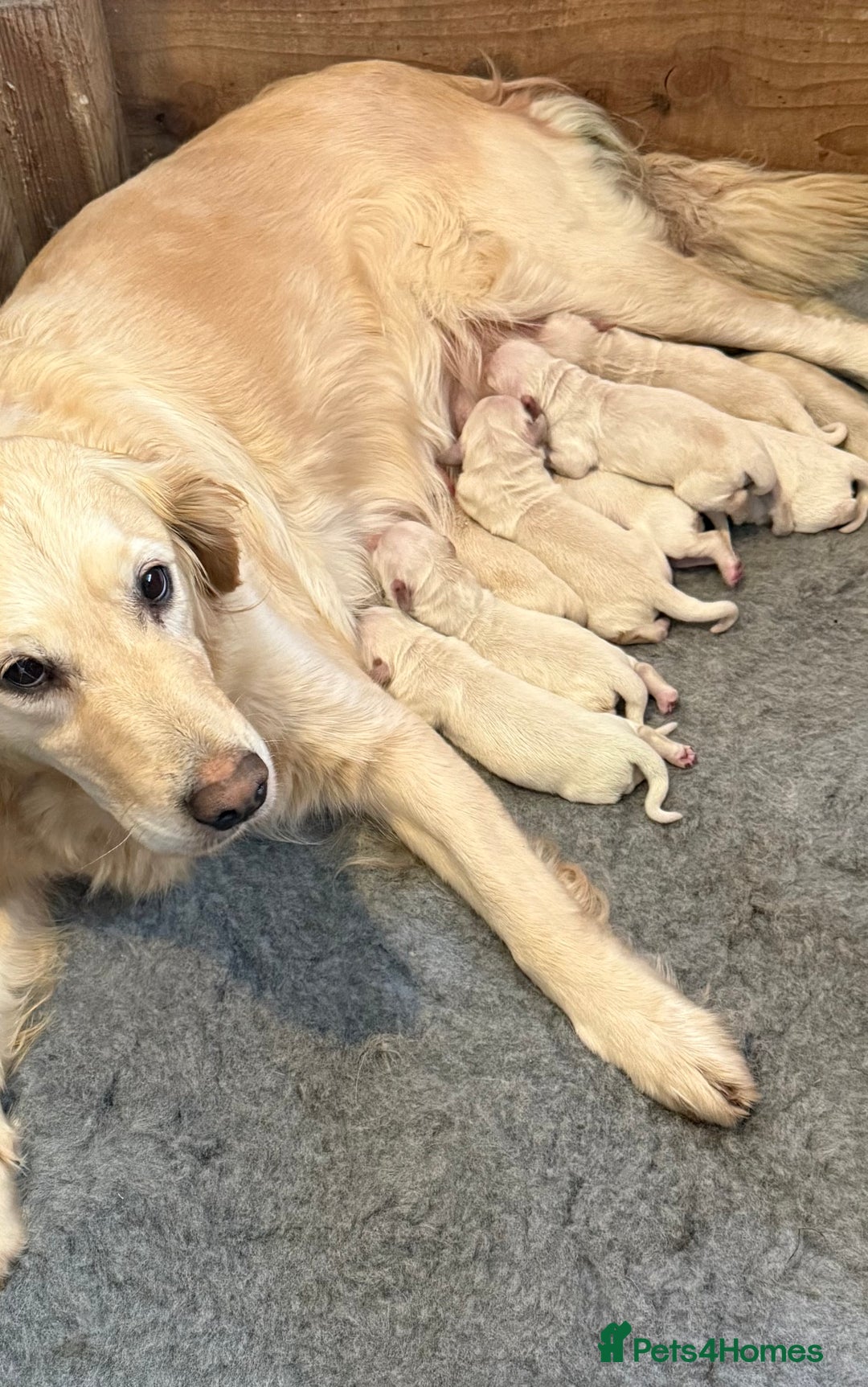 Golden Retriever dogs for sale: Gorgeous litter of golden retriever puppies - Image 1