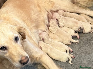 Golden Retriever dogs - Advert 18