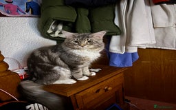 Maine Coon cats for sale: 3 females 1 male Maine Coone kittens - Image 4