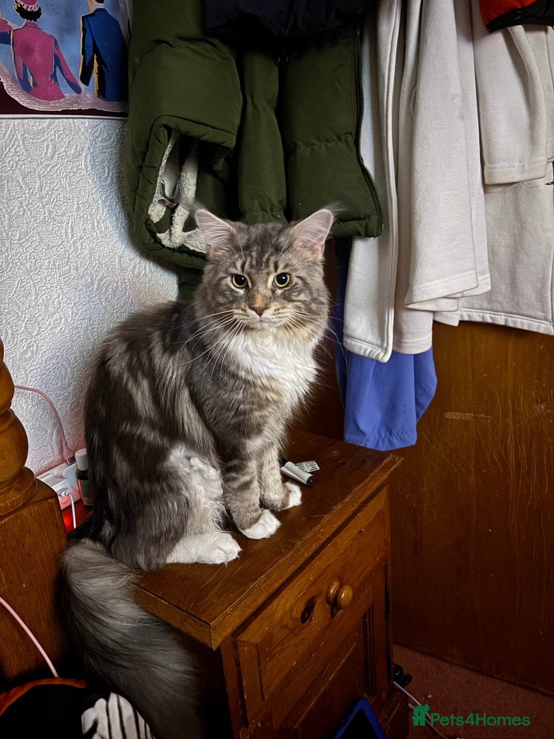 Maine Coon cats for sale: 3 females 1 male Maine Coone kittens - Image 4