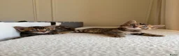 Bengal cats for sale: ✨ Pedigree Rosetted Bengal Kittens - Ready Soon✨ - Advert 18