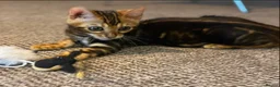 Bengal cats for sale: Top quality pure breed marble Bengal kitten  - Advert 6