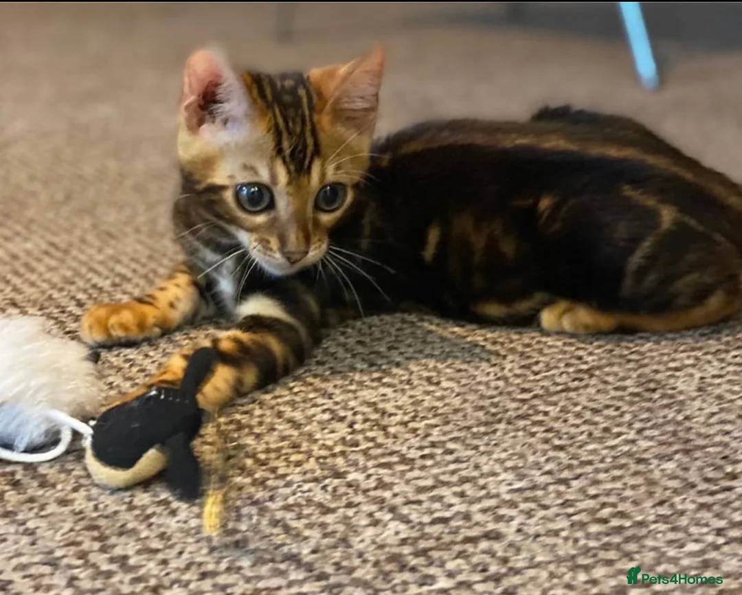 Bengal cats for sale: Top quality pure breed marble Bengal kitten  - Advert 6