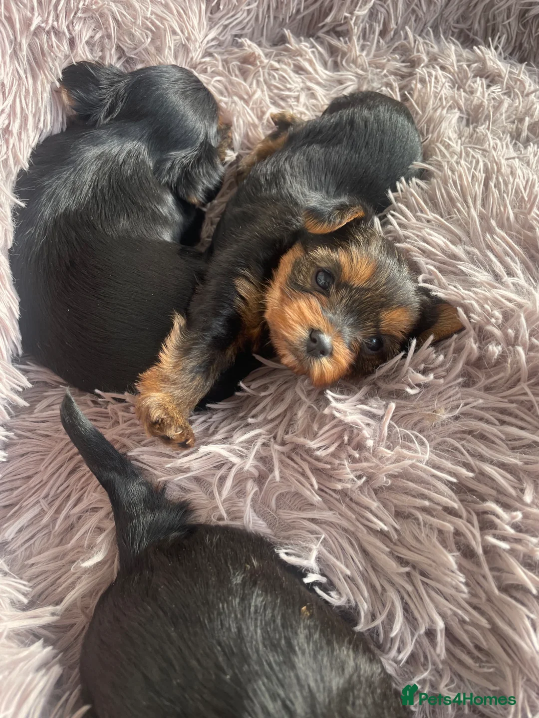 Yorkshire Terrier dogs for sale: KC reg tiny Yorkshire terrier puppies. in Croydon - Advert 1
