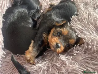 Yorkshire Terrier dogs KC reg tiny Yorkshire terrier puppies. - Advert 3