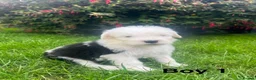 Old English Sheepdog dogs for sale: Old English Sheepdog Puppies  in Peterborough - Advert 13