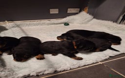 Rottweiler dogs for stud: Proven kc reg Health tested hip and elbow scored in Windsor - Image 13