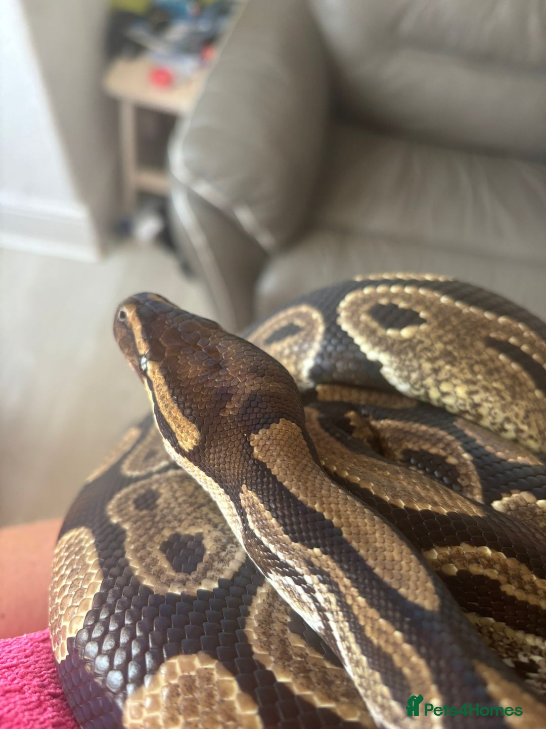 Python Snake reptiles for sale: Royal python 8 year old male  - Image 2