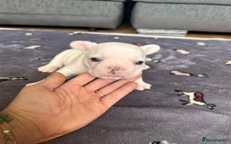 French Bulldog dogs for sale: KC FRENCH BULLDOG PUPPIES - READY NOW - Image 17
