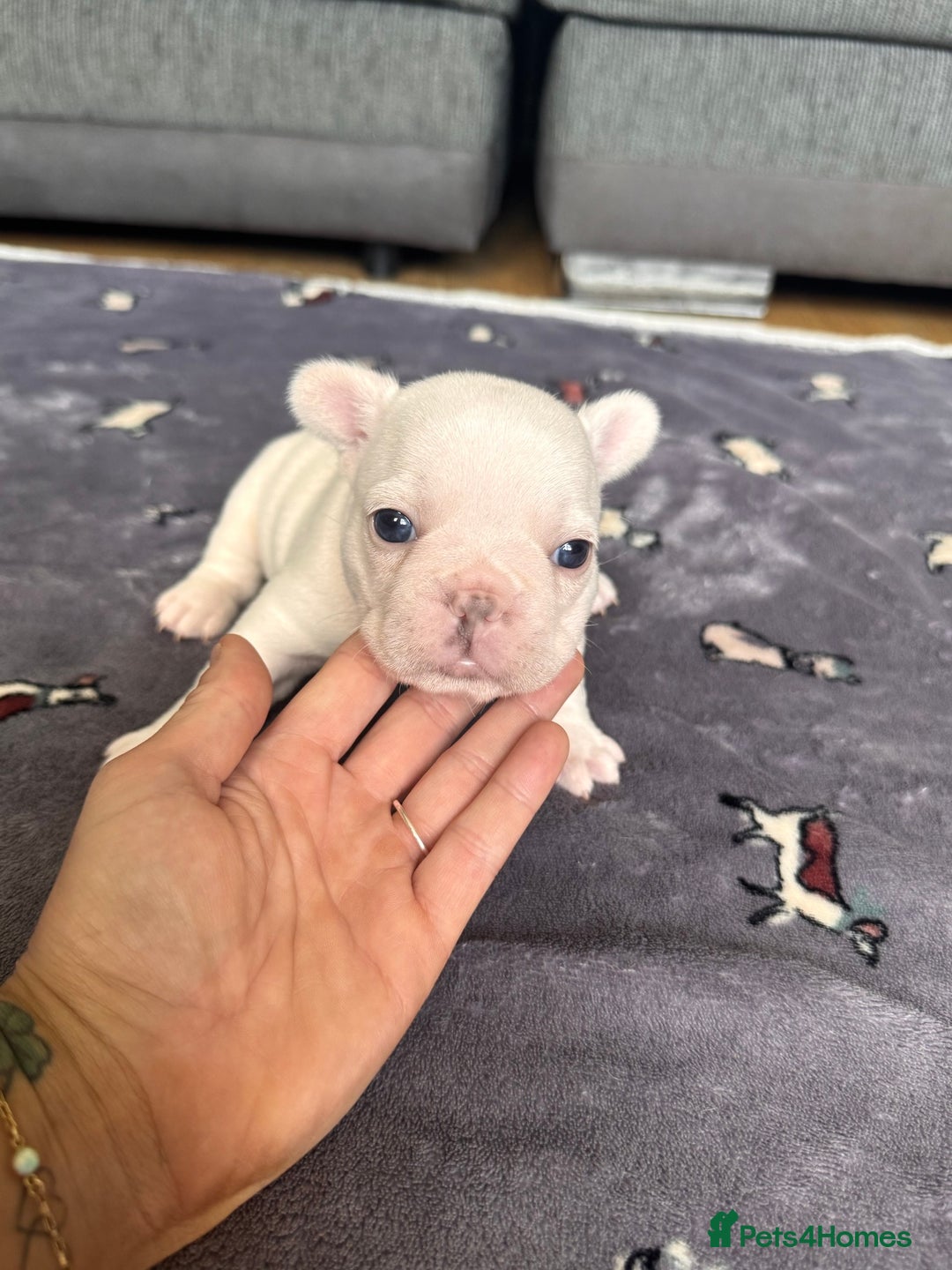 French Bulldog dogs for sale: KC FRENCH BULLDOG PUPPIES - READY NOW - Image 17