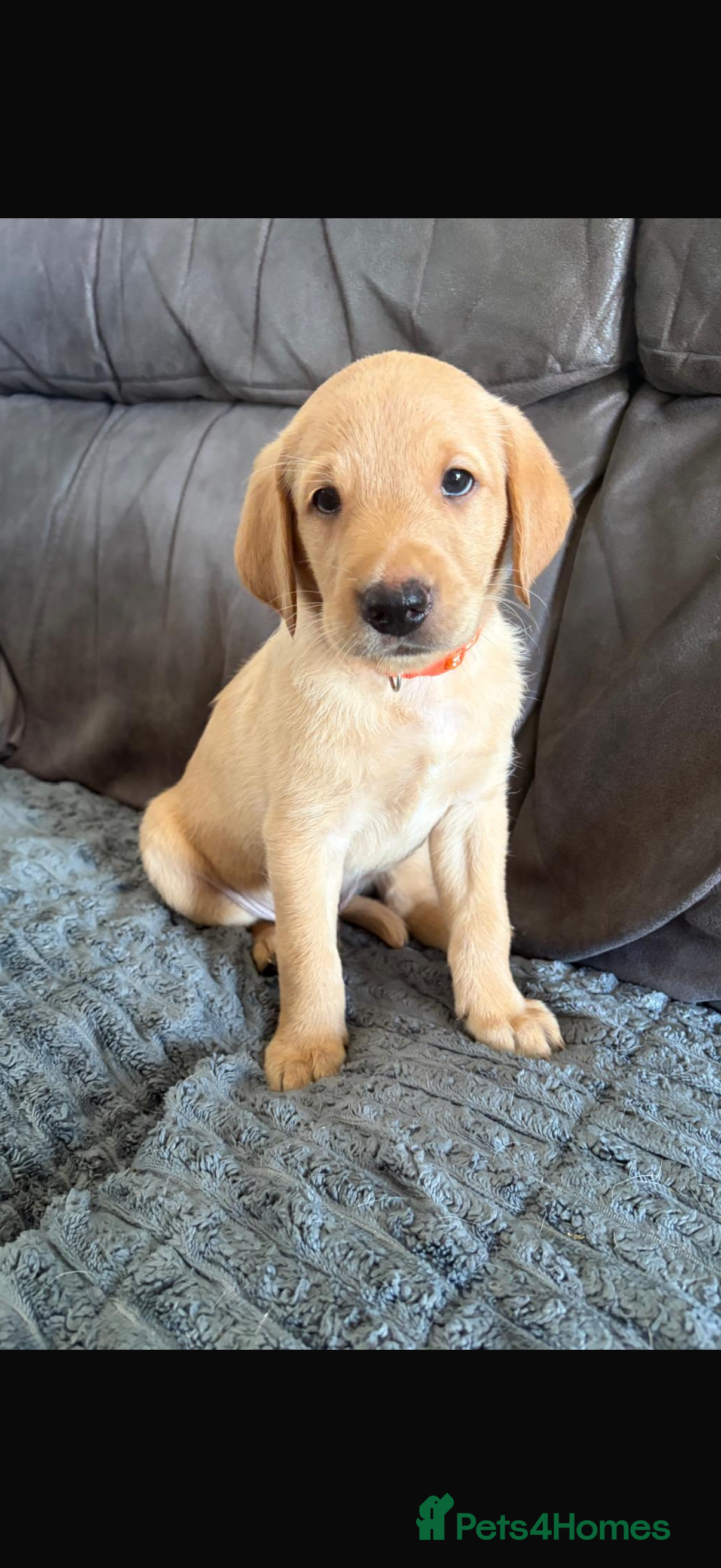Labrador Retriever dogs FTCH KC Registered  - Advert 2