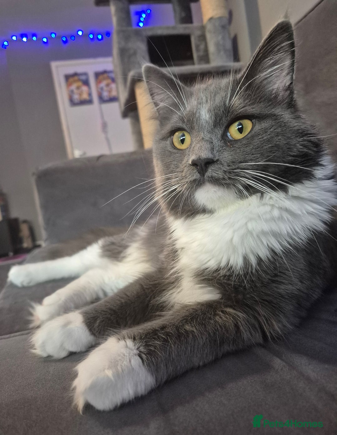 Maine Coon cats for sale: Maine coon male - Advert 5