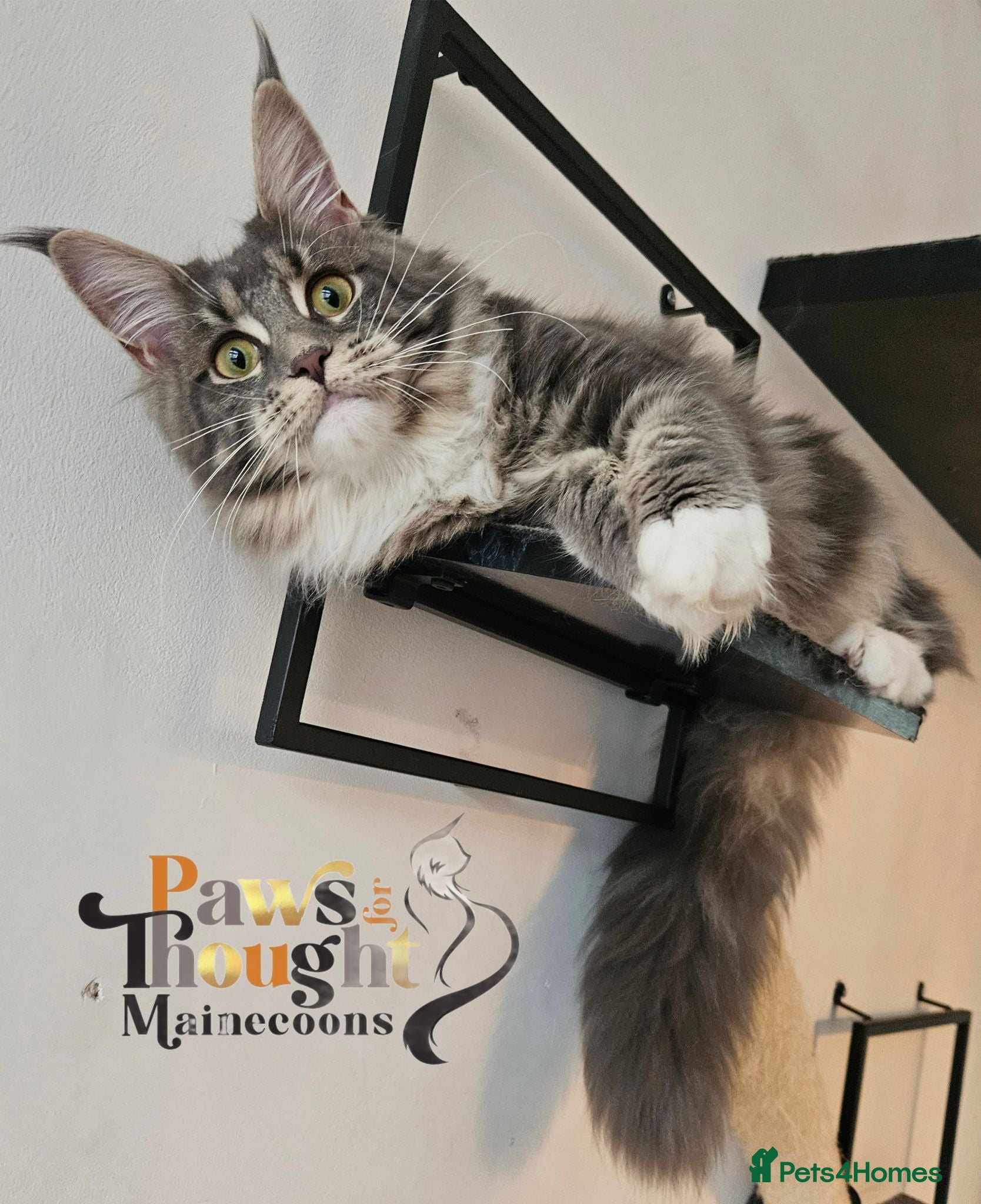 Maine Coon cats Top quality Mainecoon girls..Tica reg  - Advert 18