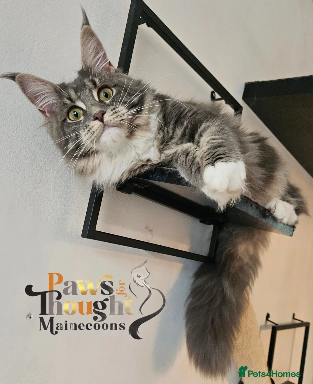 Maine Coon cats for sale: Top quality Mainecoon girls..Tica reg  - Advert 2