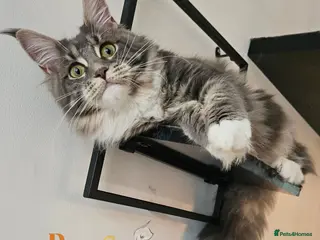 Maine Coon cats Top quality Mainecoon girls..Tica reg - Advert 18