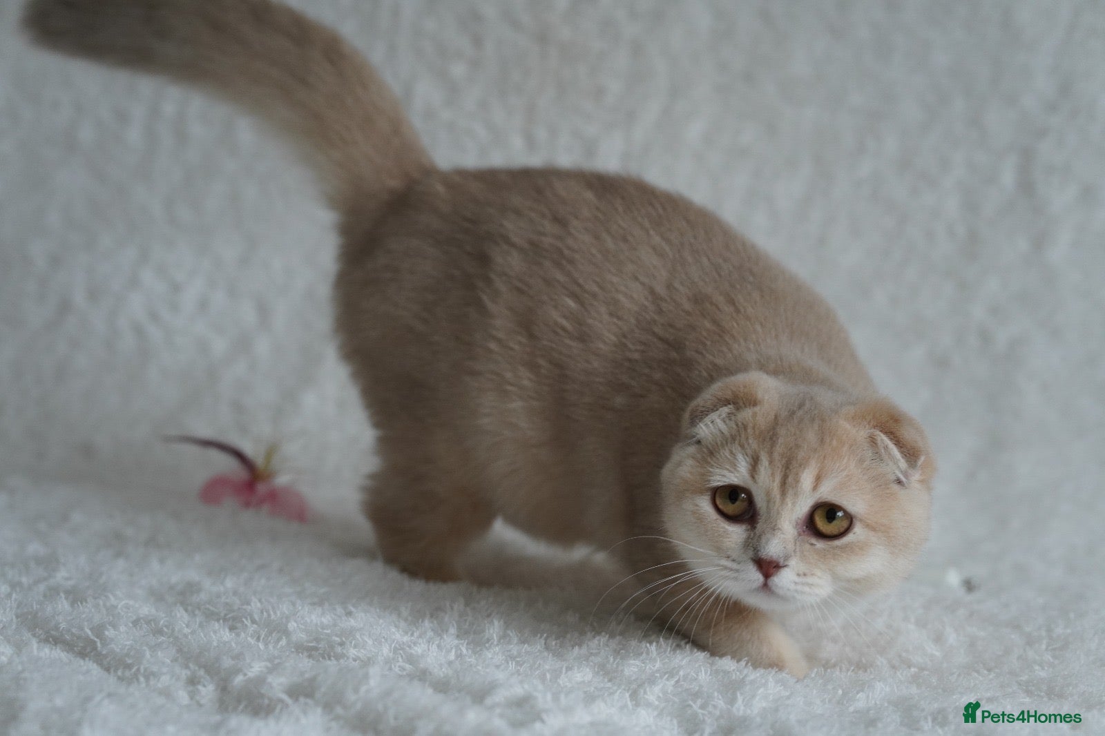 Scottish Fold cats Beautiful kittens - Advert 1