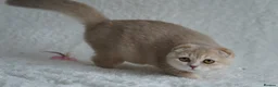 Scottish Fold cats for sale: Beautiful kittens - Advert 6