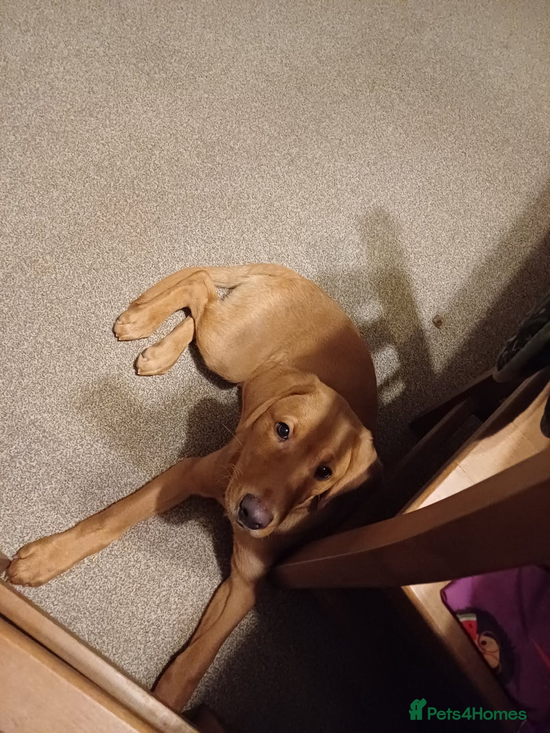 Labrador Retriever dogs for sale: Fox Red Labrador Boy 9 months old. - Image 8