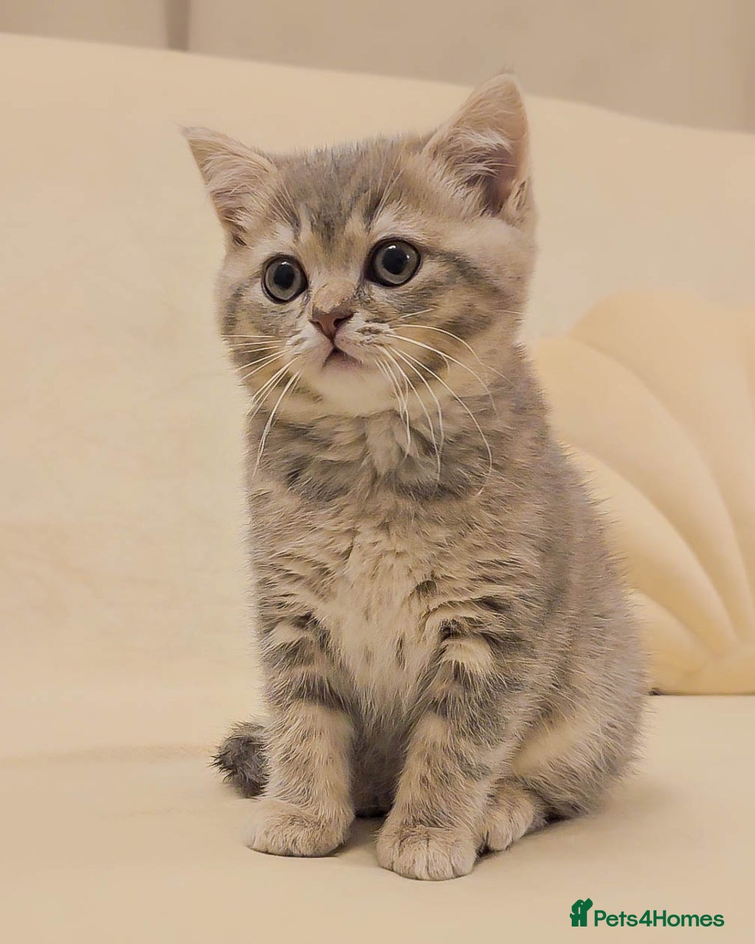British Shorthair cats for sale: Adorable Kittens Ready For New Home - Advert 21