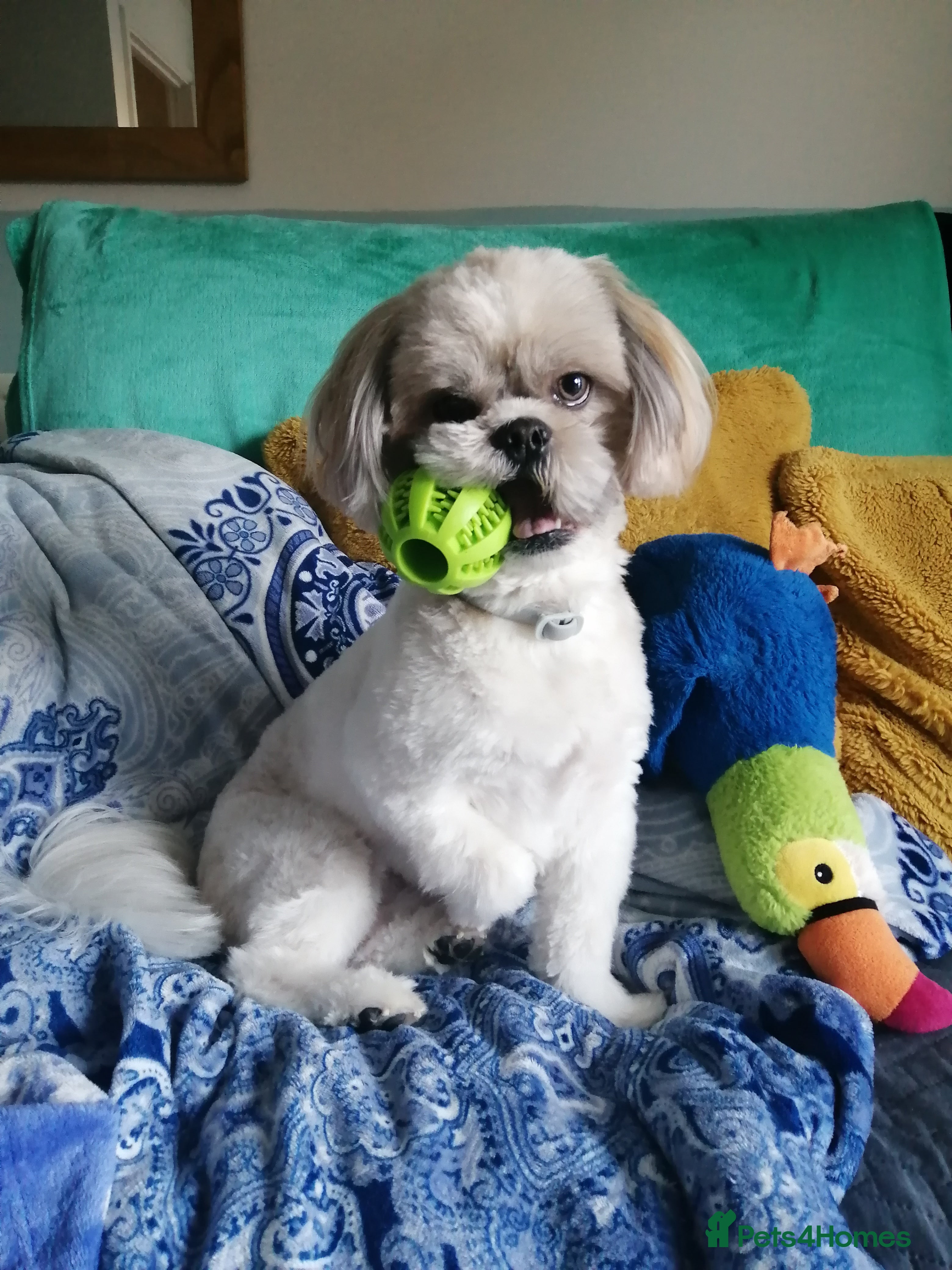 Shih Tzu dogs Shih tzu 2 years old.  - Advert 1